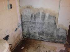 Toxic Mold Services in New Jersey, Pennsylvania, Delaware