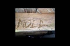Do you have mold in your home?